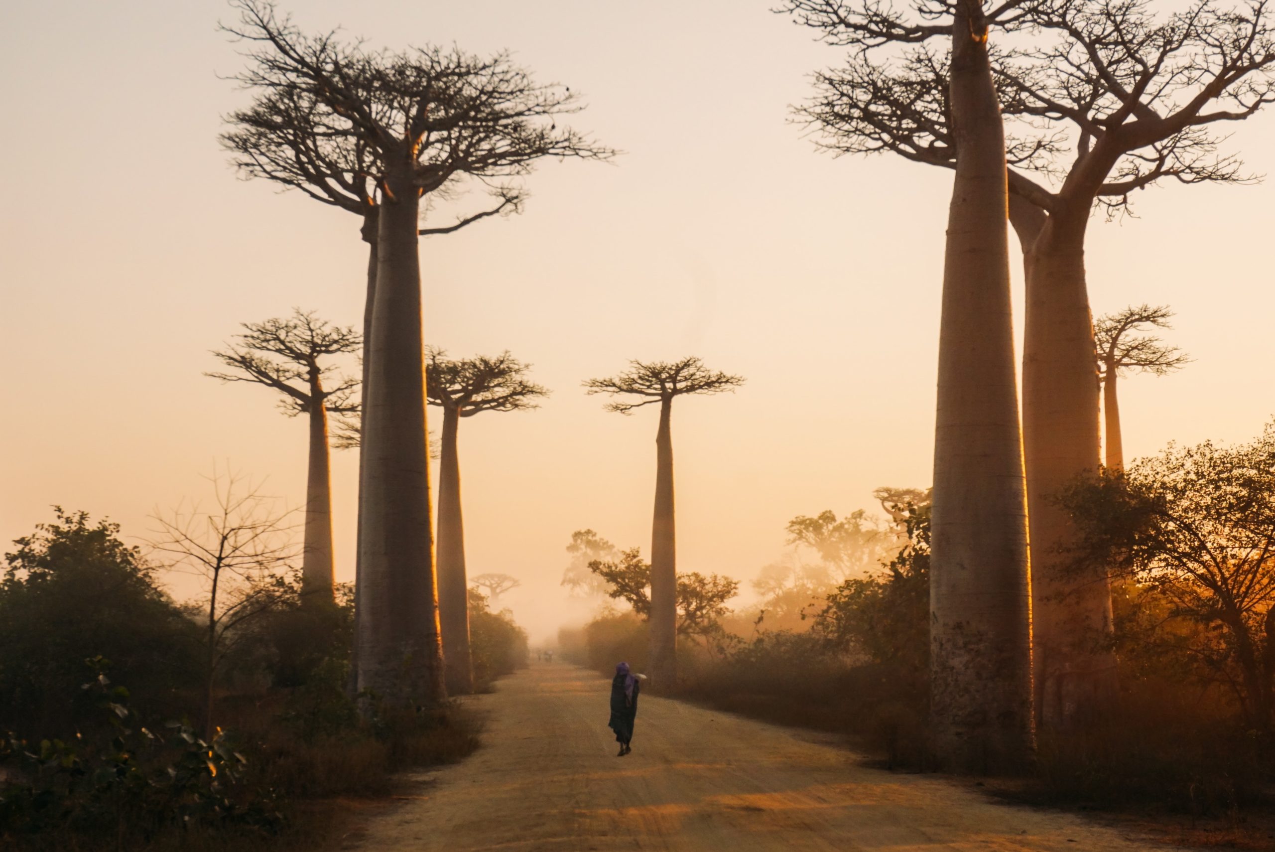 Person walking past baobab trees